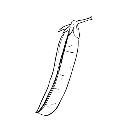 Hand drawn sketch peas. Vector organic food illustration isolated on white background. pea vector sketch illustrationのイラスト素材