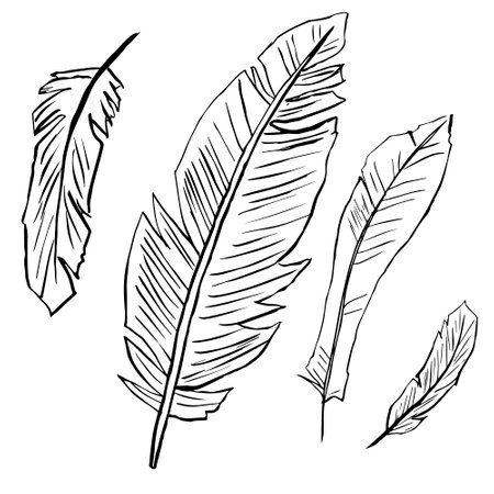 single feathers isolated on a white background painted with a black linerのイラスト素材