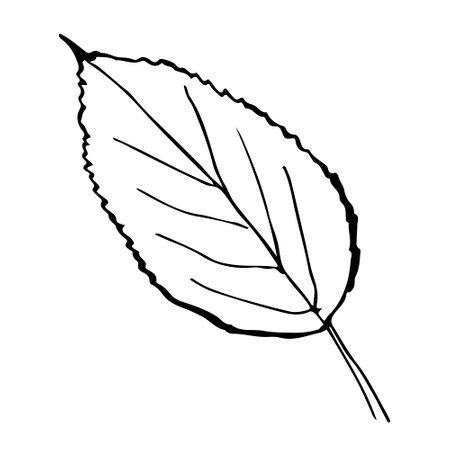 Plant one leaf sketch, hand-drawn, on a white background. Botanical sketch. Leaf icon. Vector illustration of leaf. Hand drawn tree leaf.のイラスト素材