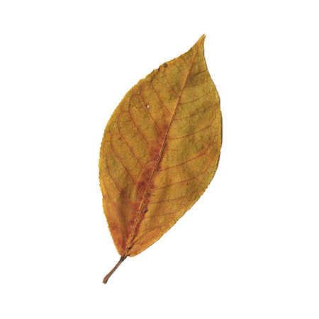 Beautiful colorful autumn leave isolated on white