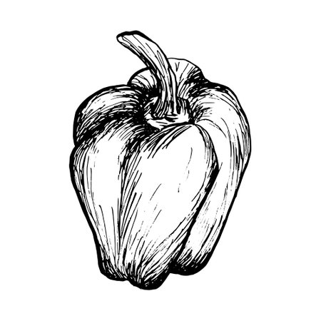 Pepper sketch isolated on white background. Doodle, Vegetables. Food icon.のイラスト素材