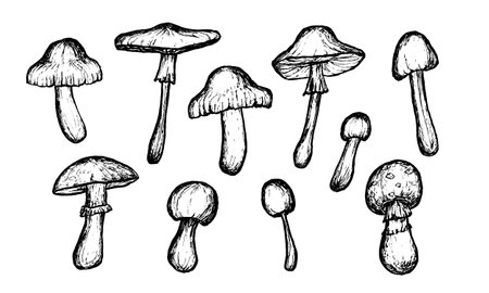 Mushrooms sketches Collection. Hand-drawn wild food items. Outline on white background. Vector sketch illustrationのイラスト素材