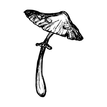 Mushroom sketch isolated. Hand-drawn agaric. Outline scribble of wild mushroom. Vector illustration.のイラスト素材