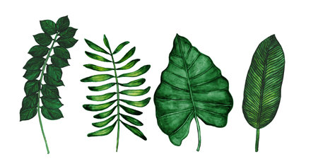 Watercolor leaves set , large illustration. Tropical leave plant botanic watercolor painting on white backgroundの写真素材