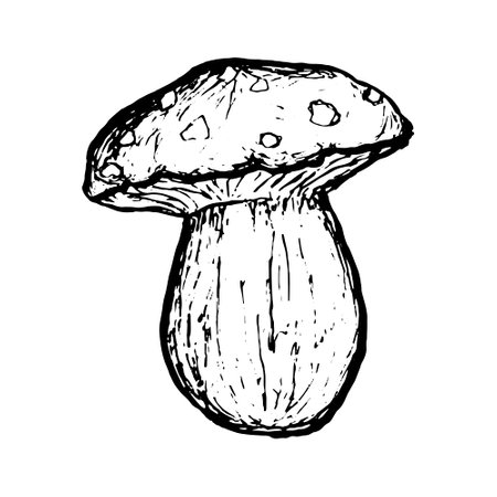 Mushroom isolated on white background. Doodle Vector illustration. Gifts of forest, mushroom picking. Harvest sketch hand-drawn.のイラスト素材