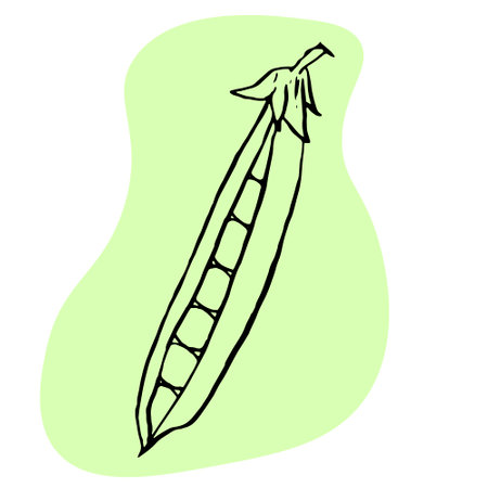 Peas sketch on green abstract spot, opened pod of peas with peas. Vector illustration of organic food.のイラスト素材