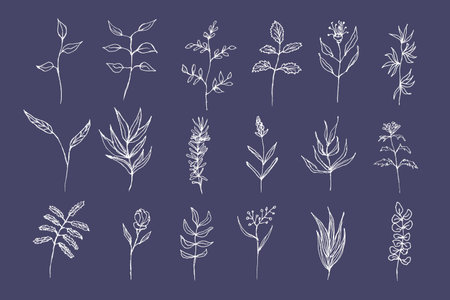 Different flowers and leaves Doodle. Hand drawn white flower collection on dark blue background. Set of delicate plants.の写真素材