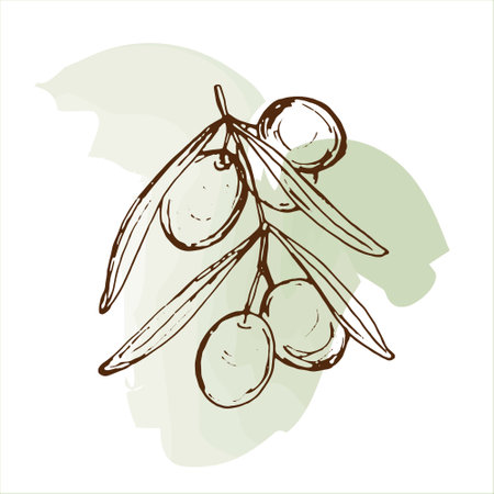 Vector image of olives on green watercolor spot. Hand-drawn sketch illustration of food products.のイラスト素材