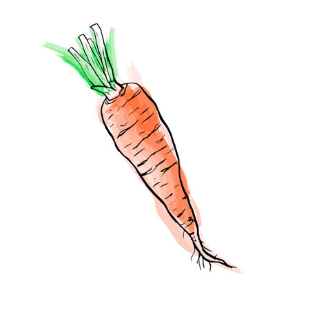 Fresh Carrot hand drawn vector doodle illustration. Splash of watercolor stain on sketch illustration of carrot. Simple sketch of vegetable. Isolated Vegetarian food.のイラスト素材