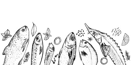 Horizontal border of spices and fishes drawing on white background. Vector food illustration. Sketch illustration of fish and spices for restaurant decoration.のイラスト素材