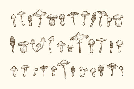 Mushrooms sketches Collection. Hand-drawn wild different handpicked mushrooms. Outline on beige background. Vector isolated illustrations.のイラスト素材