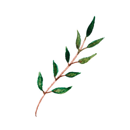 Watercolor eucalyptus sprig. Isolated botanical element. Drawn green leaves on textured watercolor paper.の写真素材