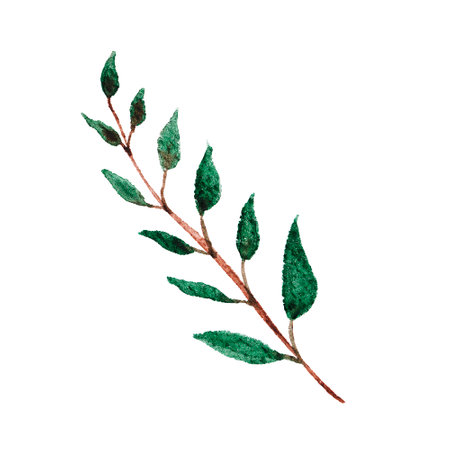 Watercolor eucalyptus sprig. Isolated botanical element. Drawn green leaves on textured watercolor paper.の写真素材