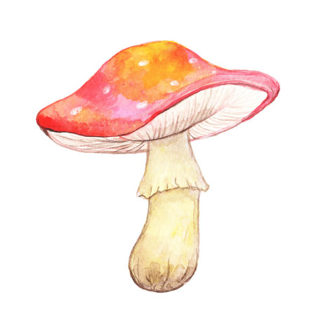 Beautiful bright watercolor mushroom fly agaric drawn isolated. Large mushroom with red cap and white spots for cartoon posters.の写真素材