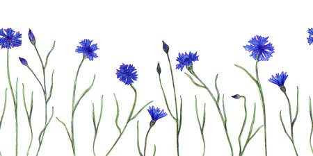 Seamless horizontal floral pattern, hand-drawn cornflowers. Purple, blue watercolor buds and flowers, green leaves. Hand-drawn illustrations for holidays, weddings, and engagementsの写真素材