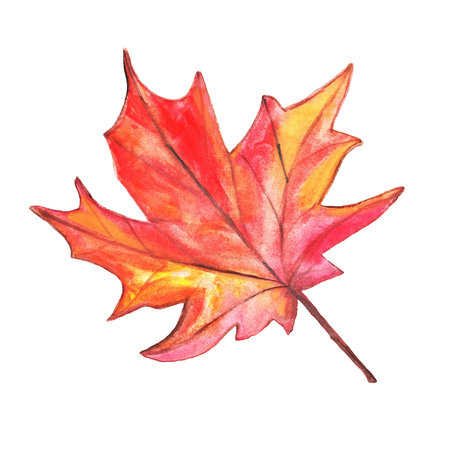 A beautiful, vibrant watercolor autumn maple leaf. Isolated botanical element on a white background. Hand-drawn orange-red leaf for decorating cards and posters.の写真素材