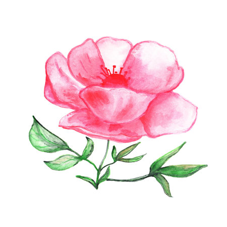 Beautiful bright Watercolor flower. Isolated botanical element in white background. Hand-Drawn pink plant for decorating postcards, posters.の写真素材