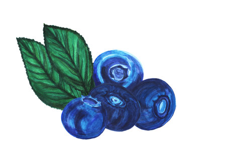 Bright blueberries with leaves. Watercolor composition isolated on a white background. Hand-drawn blue berries for decorating cards and posters.の写真素材