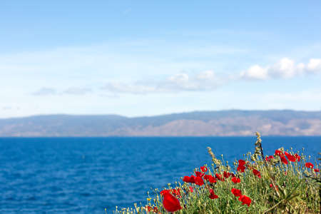 Poppies growing on the rocks near the sea