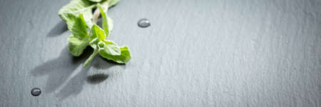 A twig of fresh oregano on a dark stone background. Shallow DOFの写真素材