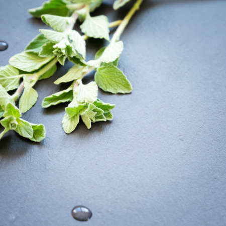 Twigs of fresh oregano on a dark stone background. Shallow DOFの写真素材