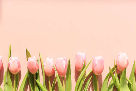 Pink tulips on the pink background. Flat lay, top view. Valentines background. Direct sun effect....