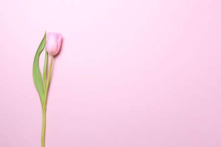 Pink tulips on the pink background. Flat lay, top view. Valentines background. Horizontal,の写真素材