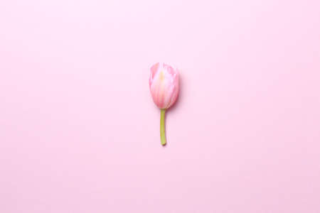 Pink tulips on the pink background. Flat lay, top view. Valentines background. Horizontal,