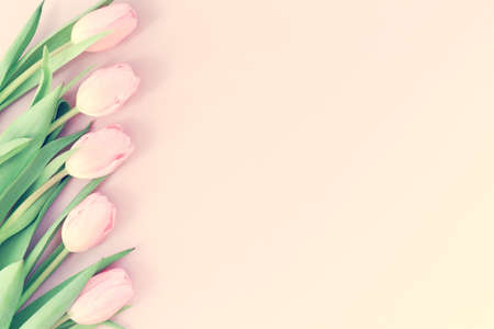 Pink tulips on the pink background. Flat lay, top view. Valentines background. Horizontal,, tonedの写真素材