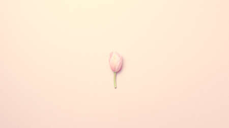 Pink tulips on the pink background. Flat lay, top view. Valentines background. Horizontal, wide screen format, tonedの写真素材