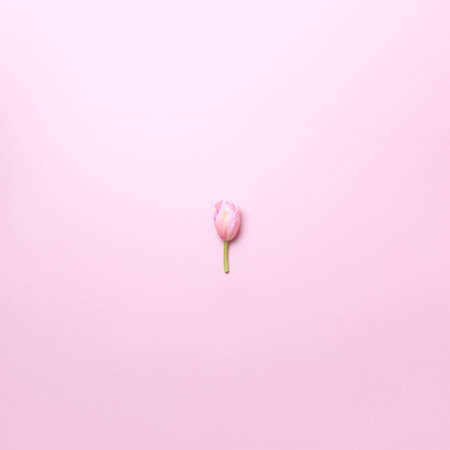 Pink tulips on the pink background. Flat lay, top view. Valentines background. Squareの写真素材