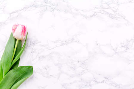 Pink tulips on white marble background. Spring and celebration concept. Copy space. Top view. Top view. Horizontalの写真素材