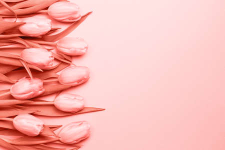 Pink tulips on the pink background. Flat lay, top view. Valentines background. Horizontal,. Living coral theme - color of the year 2019の写真素材