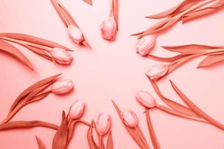 Pink tulips on the pink background. Flat lay, top view. Valentines background. Horizontal,. Living coral theme - color of the year 2019の写真素材