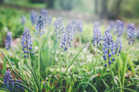 Spring hyacinths at the meadow. Spring, fresh start, new beginning, quiet time outdoors concept. Cold toning. Horizontalの写真素材