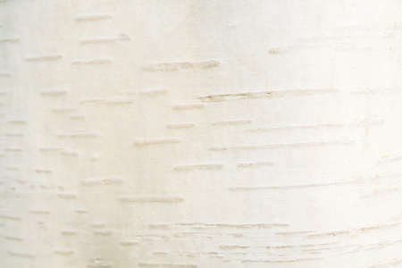 White birch bark background. Natural and eco responsible concept. White trendy texture. Horizontalの写真素材