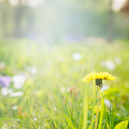 Dandelion on the sunshine. Allergen flower. Spring and new beginning concept. Squareの写真素材