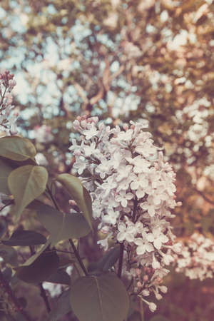 Lilac brunches blossoming in the park. Spring, fresh start, new beginning, quiet time outdoors concept. Verticalの写真素材