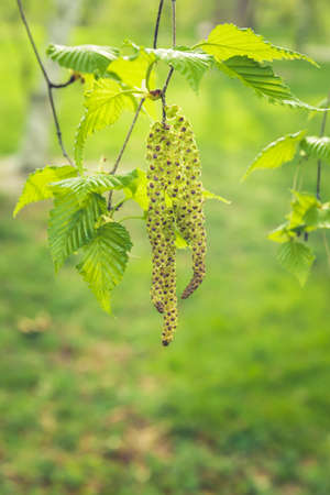 Birch aglets in the spring park. Spring and new beginning concept. Verticalの写真素材
