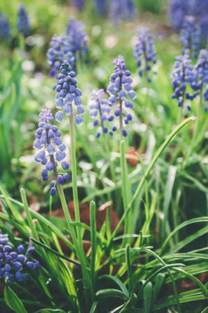 Spring hyacinths at the meadow. Spring, fresh start, new beginning, quiet time outdoors concept. Cold toning. Verticalの写真素材