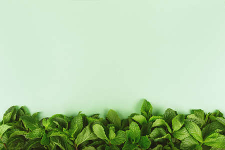 Trendy green background with fresh mint leaves border at the bottom, place for textの写真素材