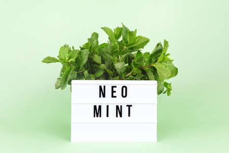 Bunch of mint on the minty green background with Neo Mint wording on the lightbox. Monochrome image in trendy green shadeの写真素材