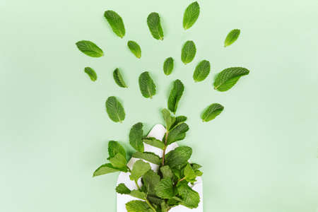 White envelope with mint leaves flying out on the trendy solid green backdrop, place for textの写真素材