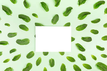 Blank white card and mint leaves pattern on the trendy solid green backdrop, place for textの写真素材