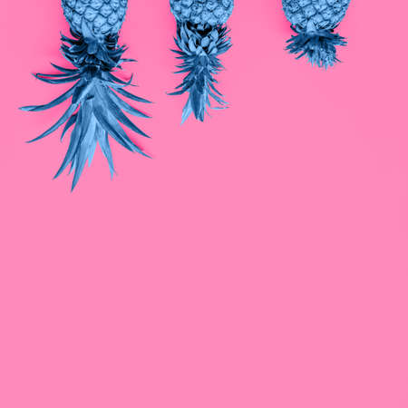 Creatively blue toned pineapples at the pink solid drop with place for text. Trendy modern duotone background. Squareの写真素材