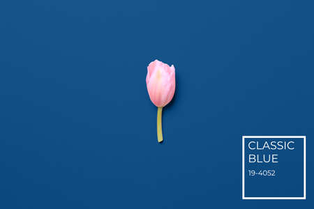 Pink tulips on the pink background. Flat lay, top view. Valentines background. Horizontal,. Living coral theme - color of the year 2019 with color name tagの写真素材