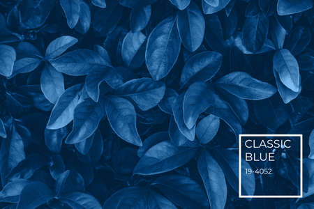 Green leaves pattern background in classic blue toning. Moody nature multipurpose background with color name tagの写真素材