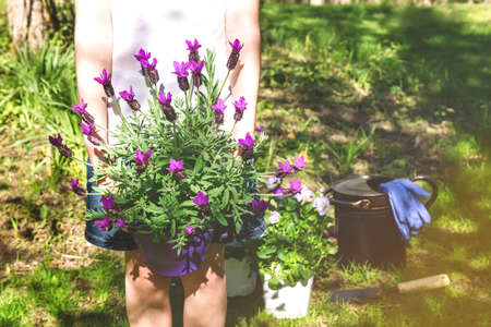 Girl with lavender in the pot in the backyard garden. Family gardening spring concept. Horizontal, soft focus, light effectsの写真素材