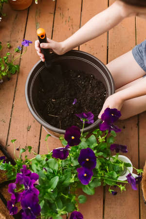 Girl replanting purple viola on the outdoor apartment balcony. Family gardening, greenery conceptの写真素材