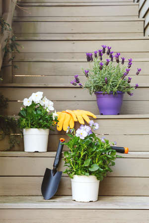 Blossoming violas and lavender with gardening tools at the backyard stairs. Child family gardening concept, vertical formatの写真素材